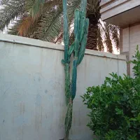 کاکتوس