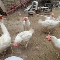 مرغ تخمگذار