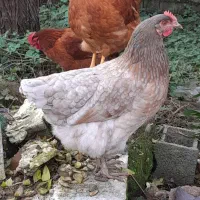 فروش مرغ و خروس