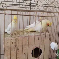 واگذاری جفت و جوجه عروس هلندی لوتینو|پرنده|نیریز, |دیوار