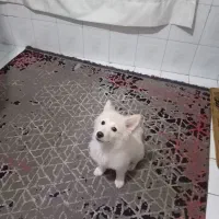 سگ پامر خرسی روباهی ۴تومن