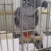 جوجه کاسکو حلقه پا رام دستی ۹ماهه ۲۰کلام|پرنده|تهران, اسکندری|دیوار