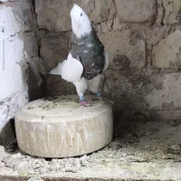 پرنده