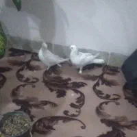دو عدد سفید بازیکن نر