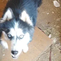 فروش سگ هاسکی|سگ|زرند, |دیوار