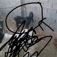 بز پاکستانی اصل نژاد سه قلو زا|حیوانات مزرعه|مود, |دیوار