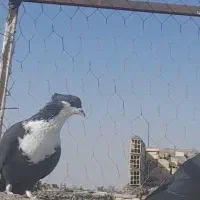 سیاه کلایی گم شده