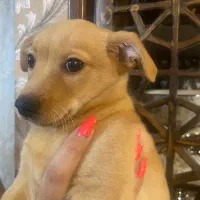 توله  سه ماهه