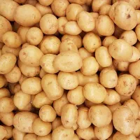 سیب زمینی گردویی