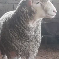 گوسفند میش بره