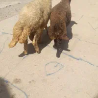 بره