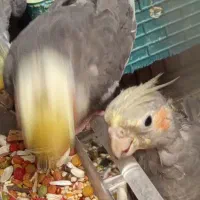 عروس هلندی|پرنده|ساوه, |دیوار