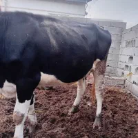 گلوموندبیلیاد|حیوانات مزرعه|آق قلا, |دیوار