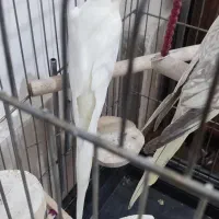 عروس هلندی ماده مست مست