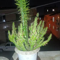 گل طبیعی|گل و گیاه طبیعی|رشت, حمیدیان|دیوار