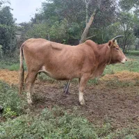 گاو جوان چالوسی 8 ماه به بالا شکم
