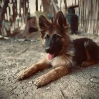 ژرمن شپرد|سگ|سنندج, |دیوار