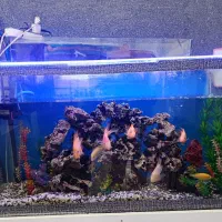 آکواریوم با ماهی و تمام تجهیزات|ماهی|خرمآباد, |دیوار