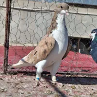 چپ زیره ای ماده خوشرنگ زردنر