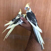 جوجه عروس هلندی