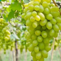 پخش نهال انگور فخری