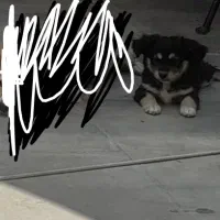 توله سگ پاپی