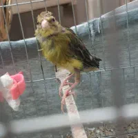 ماده سبز|پرنده|شاهدشهر, |دیوار