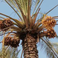 رطب شکر