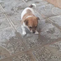 سگ پاپی|سگ|تربت جام, جامرود|دیوار