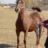 مادیون درجه یک ناب