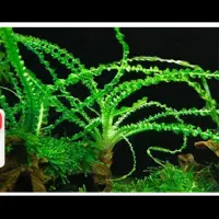 فروش  گیاه اکواریومی