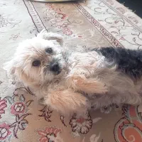 واگذاری سگ|سگ|تاکستان, |دیوار