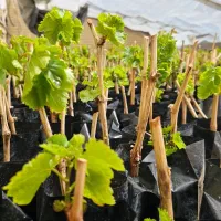 نهال انگور عسگری