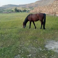 اسب|اسب و تجهیزات اسب‌سواری|مسجد سلیمان, |دیوار