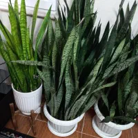 فروش گل خانگی|گل و گیاه طبیعی|رودبنه, |دیوار