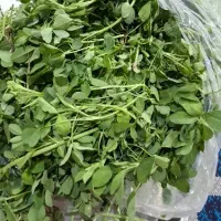 یونجه تازه