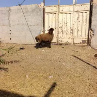 بز گوسفند|حیوانات مزرعه|بندر ماهشهر, |دیوار