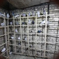 کبوتر پرنده|پرنده|قزوین, |دیوار