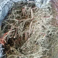 چه ول یا چوب ترش اکرم