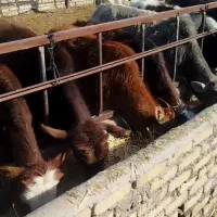 گاو لاغر کردی فروشی