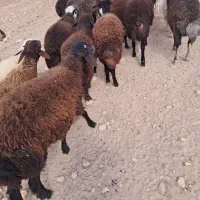 بره میش  بزغاله