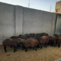 قوچ وبره قوچ هموصددرصدخالص