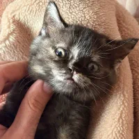 گربه بریتیش|گربه|گنبد کاووس, |دیوار