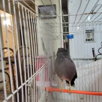 مرغ مینا|پرنده|گلبهار, شهر جدید گلبهار|دیوار