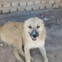 سگ نگهبان