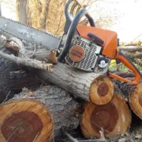 خرید چوب هیزم تنه هرس کاری برش درخت خریدار چوب