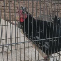 خروس گلین و بومی|حیوانات مزرعه|شاهینشهر, گرگاب|دیوار