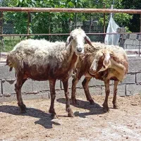 گوسفند میش گوشتی برای عید قربان