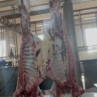 گوشت تازه شتر کشتار روز