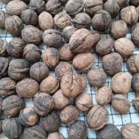 گردوی ارزان